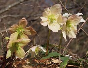 55 Helleborus niger (Ellebori) verso la fruttescenza